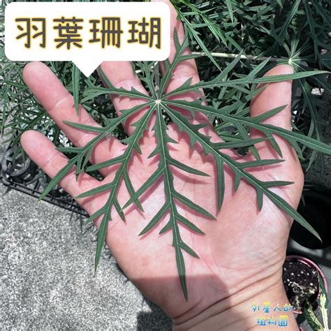 細裂葉珊瑚油桐|痲瘋樹屬植物(6)–細裂葉珊瑚油桐 – 黑胡桃網路閣